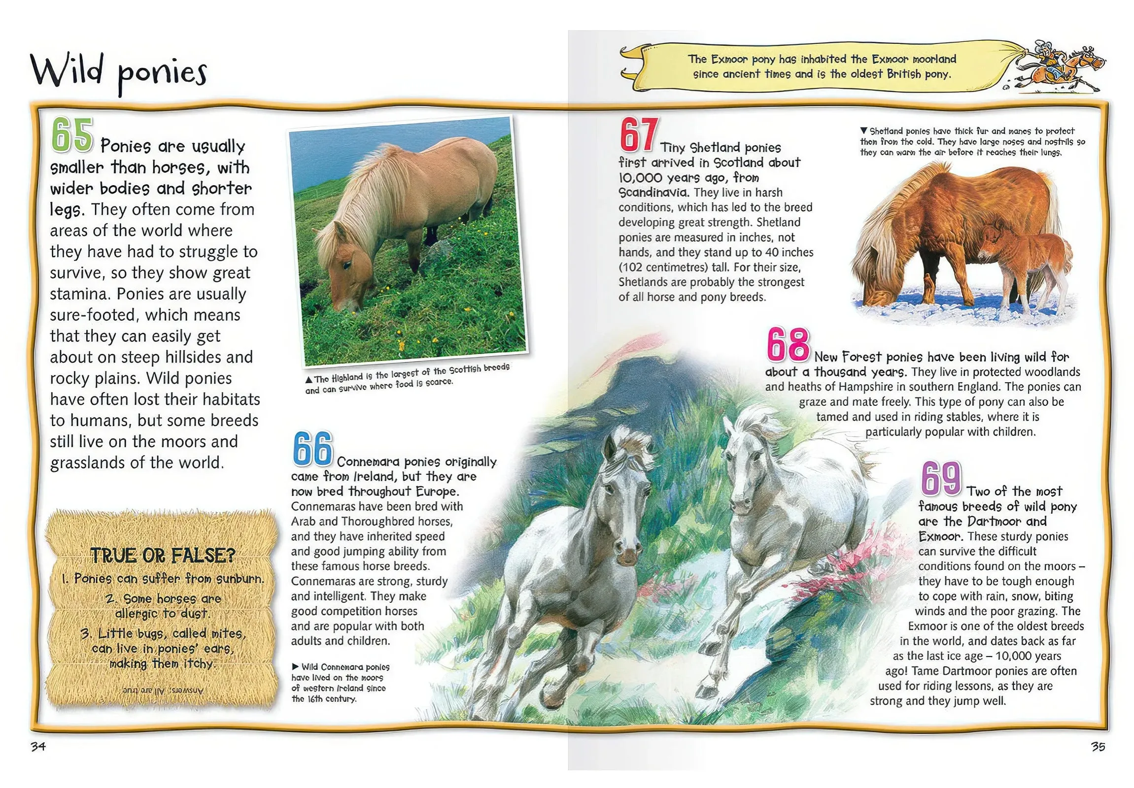 100 Facts Horses & Ponies Softback Book